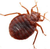 bed-bugs