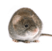 mouse-exterminator-